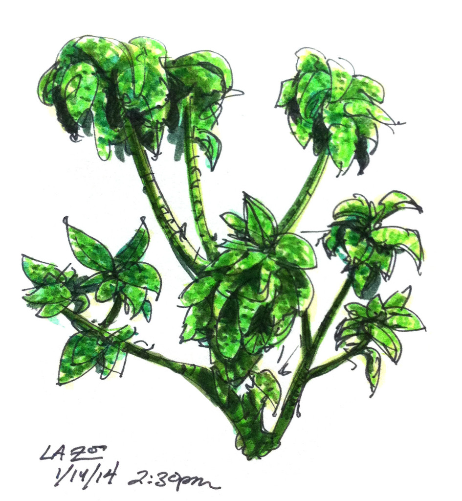 LA Zoo Spotted Leaf Plant