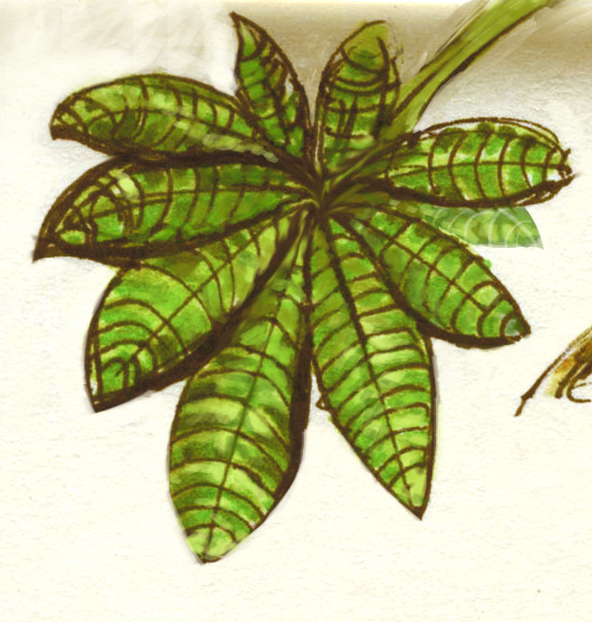 Sketchbook 12 022 Plant Leaves copyright Michael J Trujillo