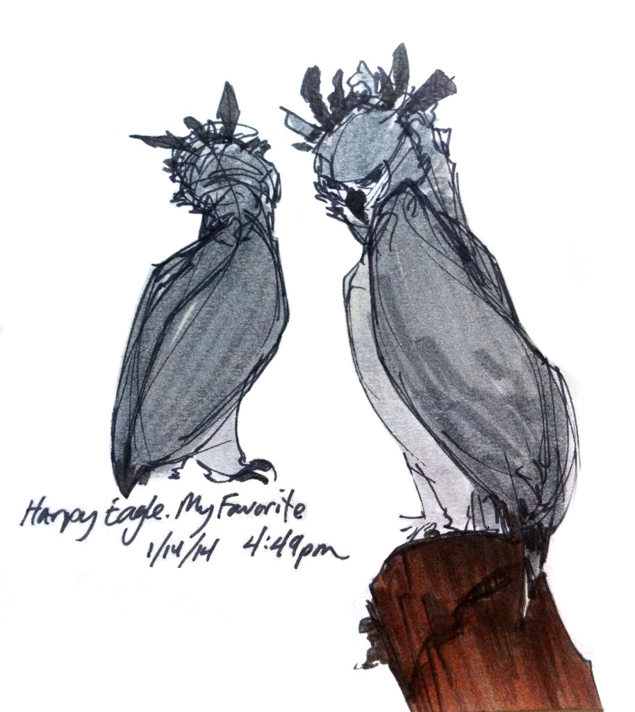 Harpy Eagle Colored